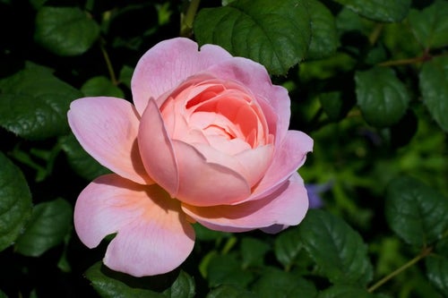 クイーンオブスウェーデンの薔薇の写真