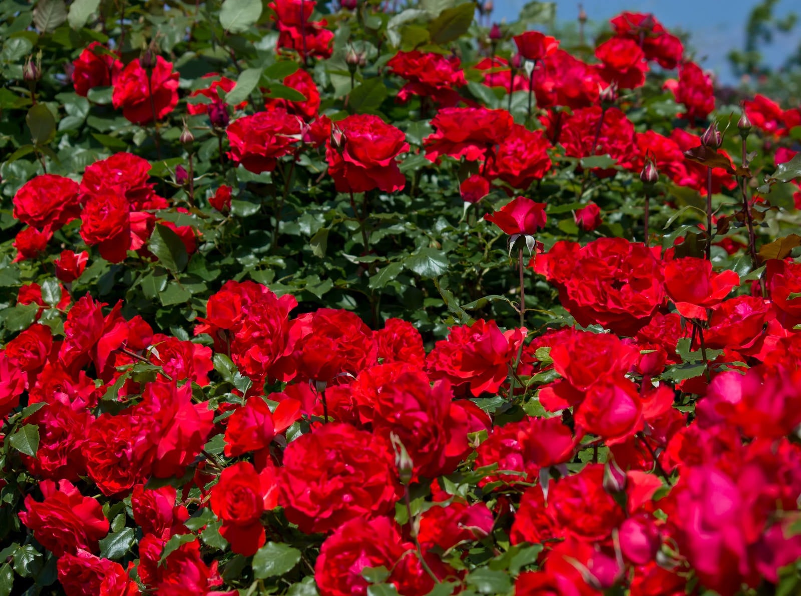 「広がる赤い薔薇」の写真