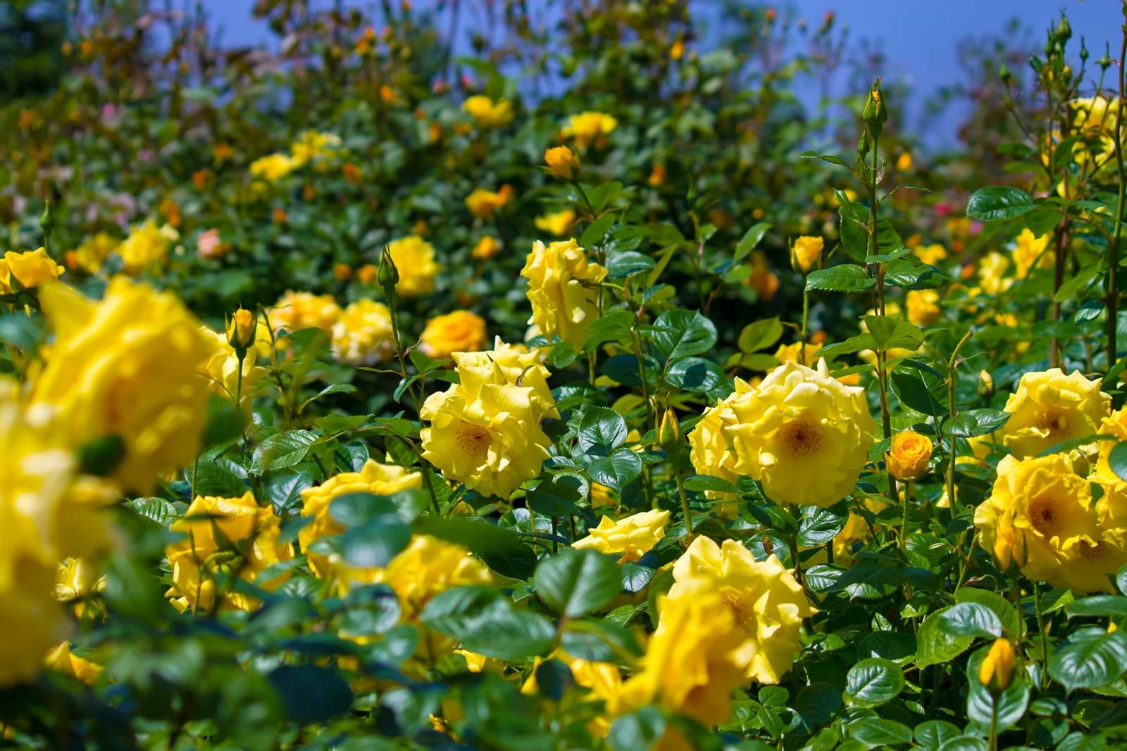 「広がる黄色い薔薇」の写真