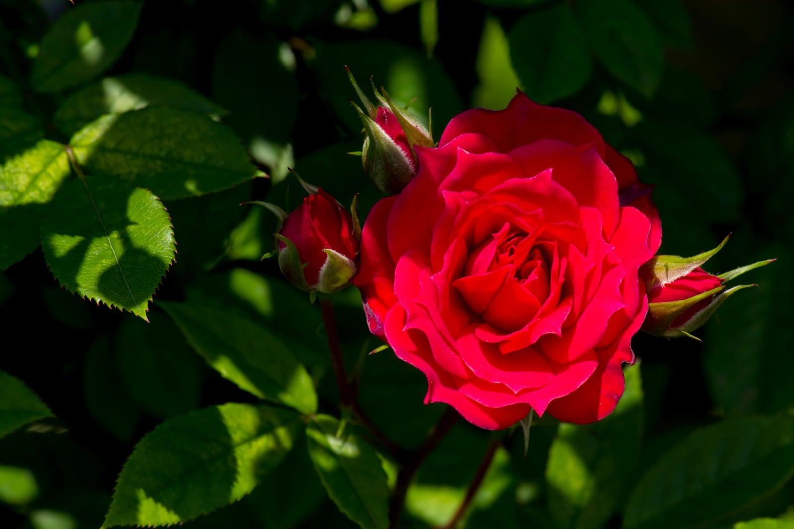 「真紅の赤い薔薇」の写真