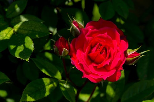 真紅の赤い薔薇の写真