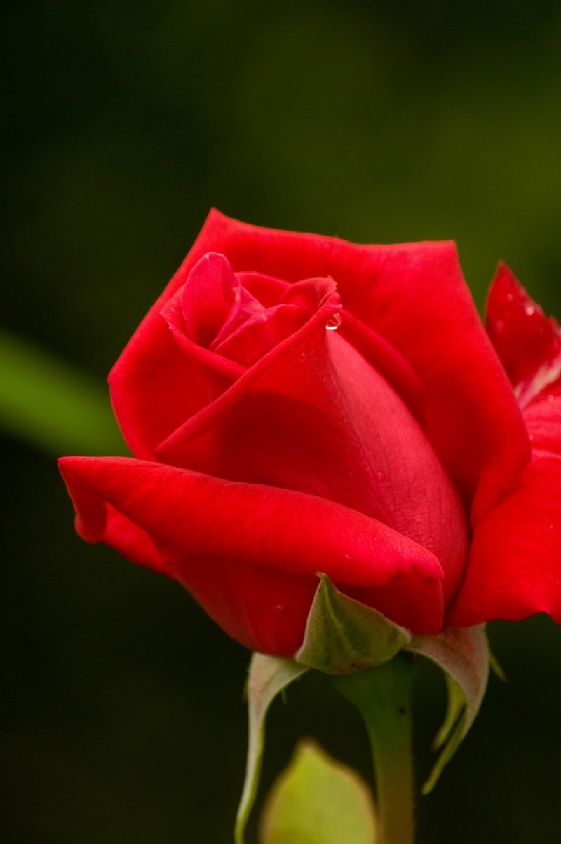「赤いバラ」の写真