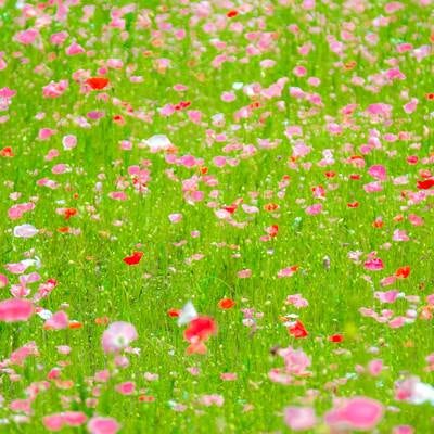 ポピーの花々の写真