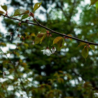 山の中でひっそりと咲く山桜の写真