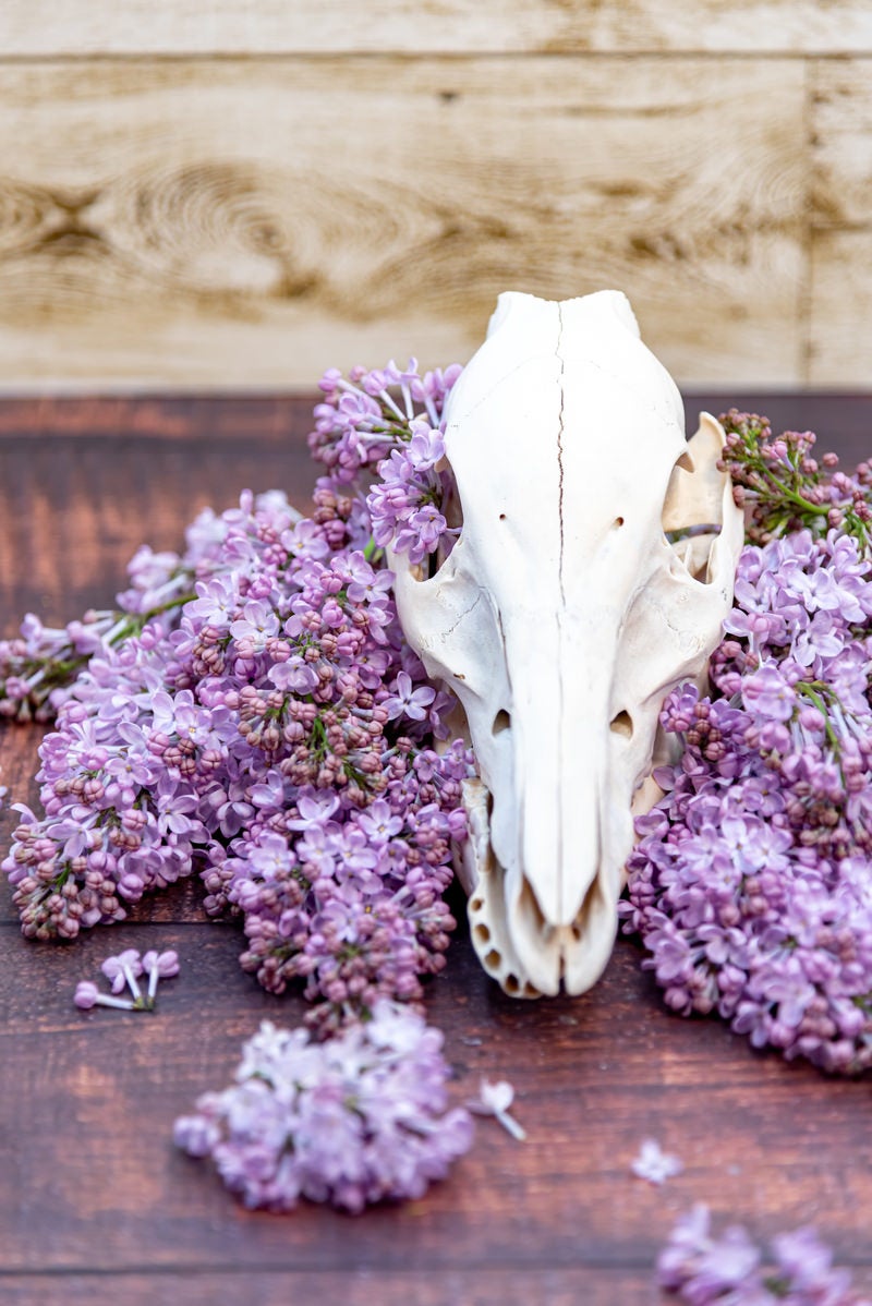 「ライラックの花に包まれた頭骨」の写真
