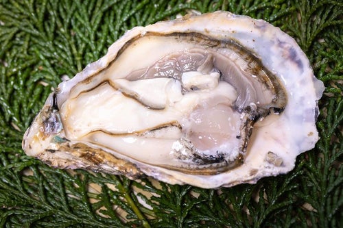 ヒノキ葉に盛られた新鮮な牡蠣の写真