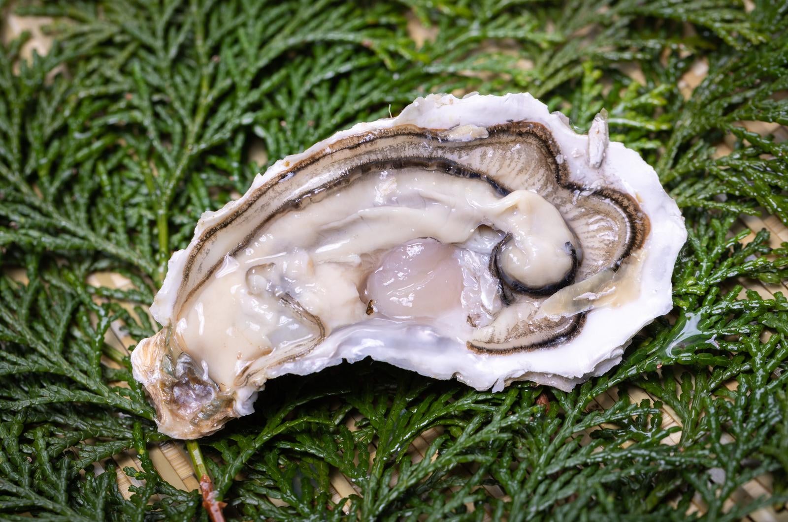 「新鮮な生牡蠣とその美味しさの探求」の写真