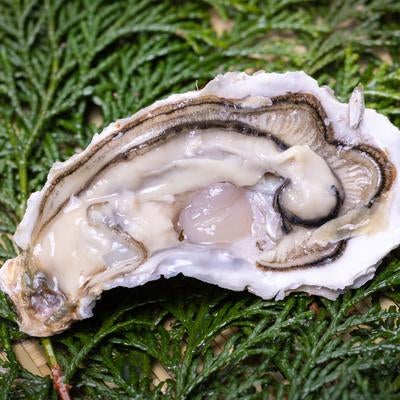 新鮮な生牡蠣とその美味しさの探求の写真