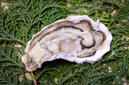 新鮮な生牡蠣とその美味しさの探求の写真