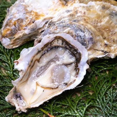 ヒノキ葉に盛られた新鮮な生牡蠣の写真