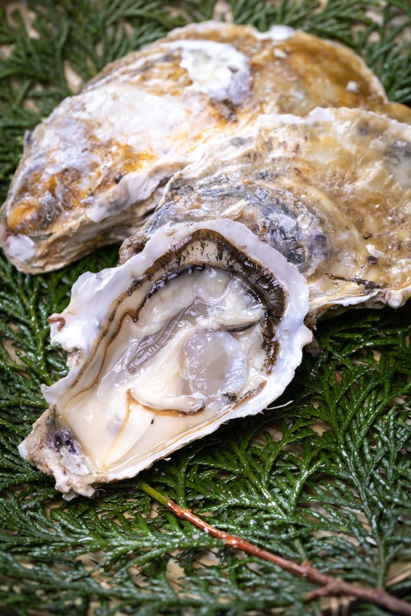 「ヒノキ葉に盛られた新鮮な生牡蠣」の写真