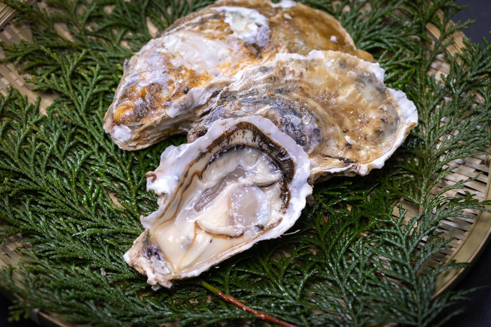 「ヒノキ葉に盛り付けられた牡蠣」の写真