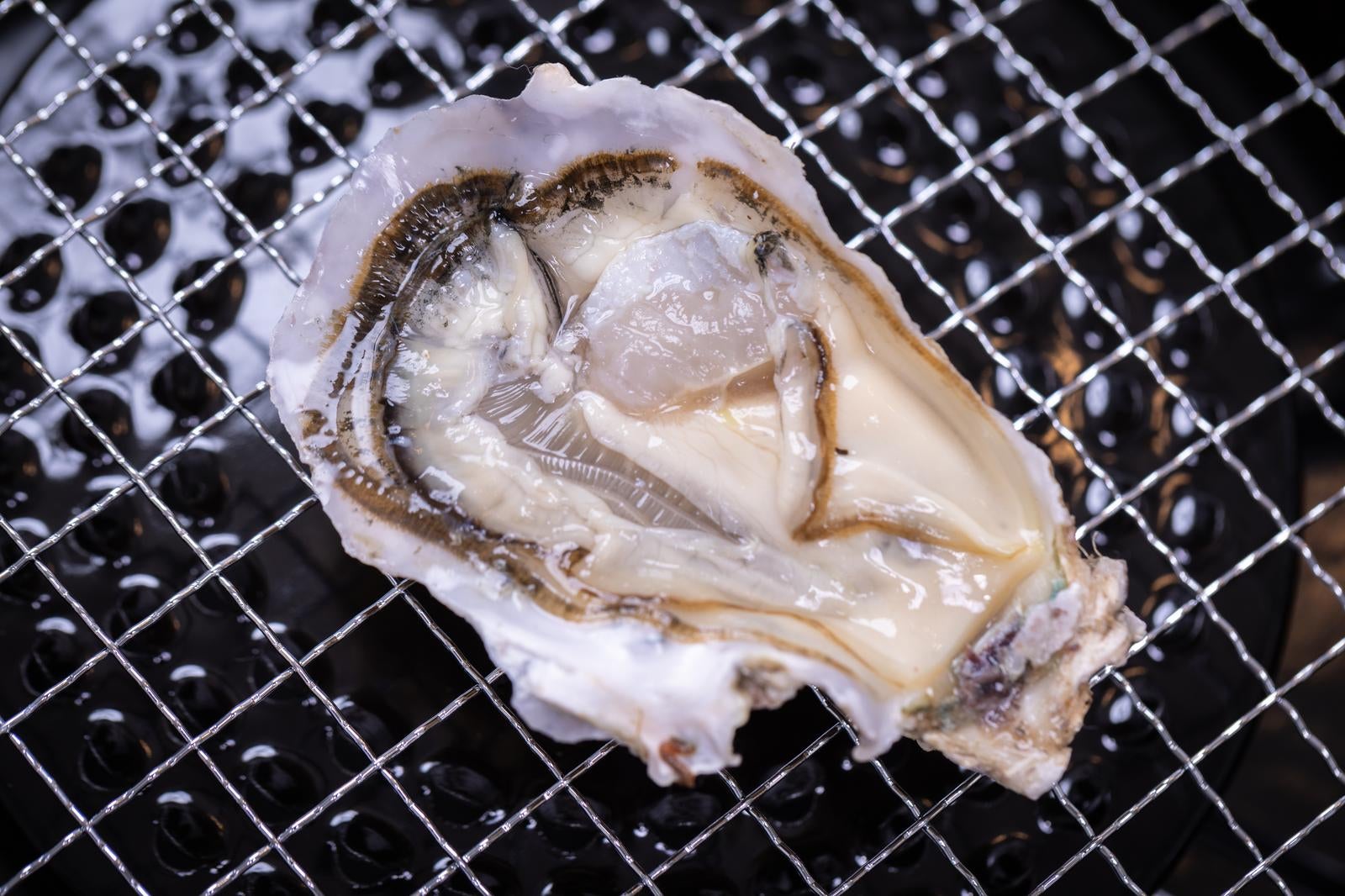 「網上の牡蠣の魅力」の写真