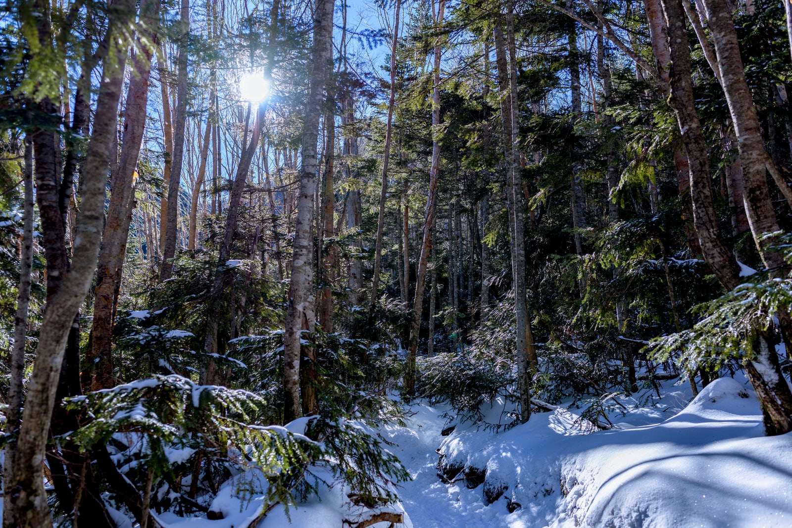「新雪が積もる日光白根山登山道」の写真