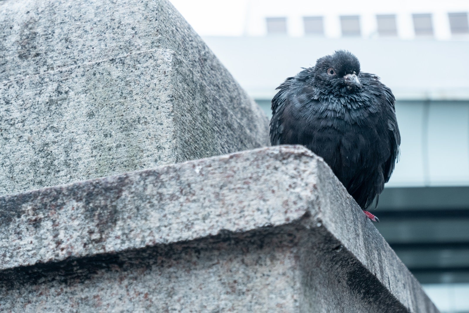 「警戒する黒い鳩」の写真