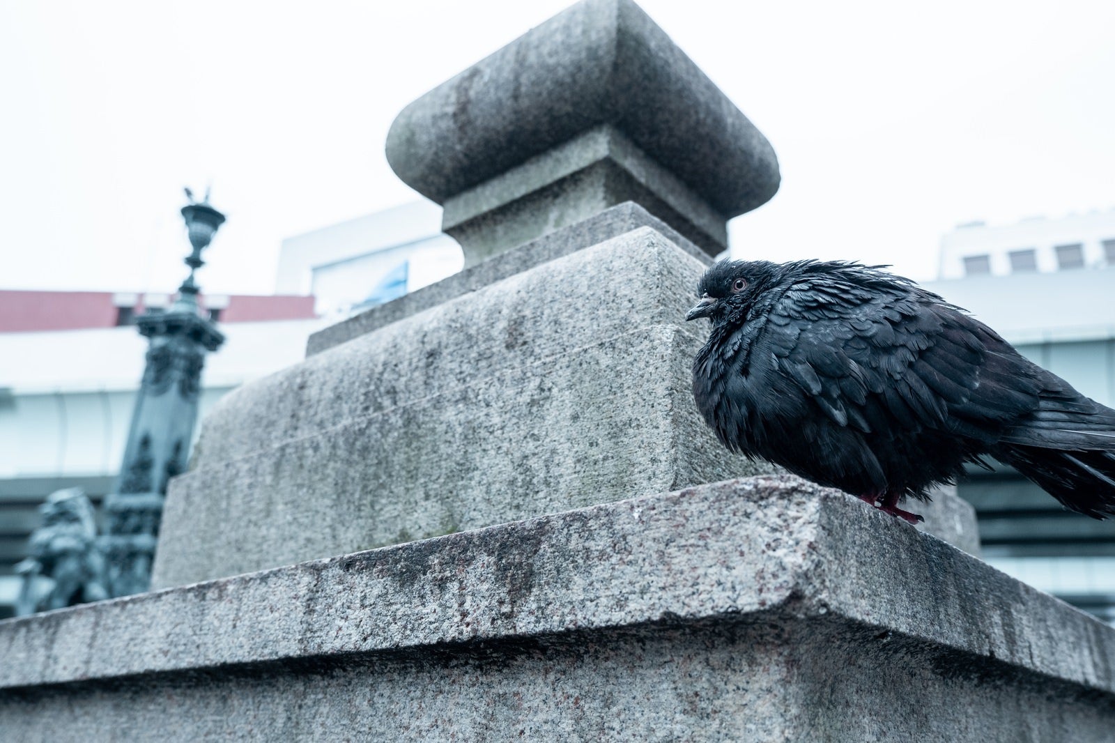 「周囲を警戒する黒い鳩」の写真