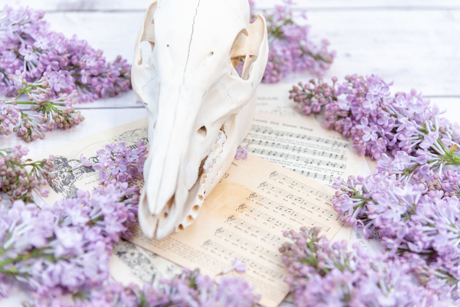 「楽譜と頭蓋骨を囲むライラック」の写真