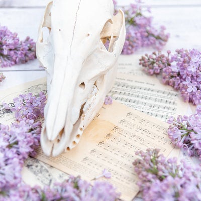 楽譜と頭蓋骨を囲むライラックの写真
