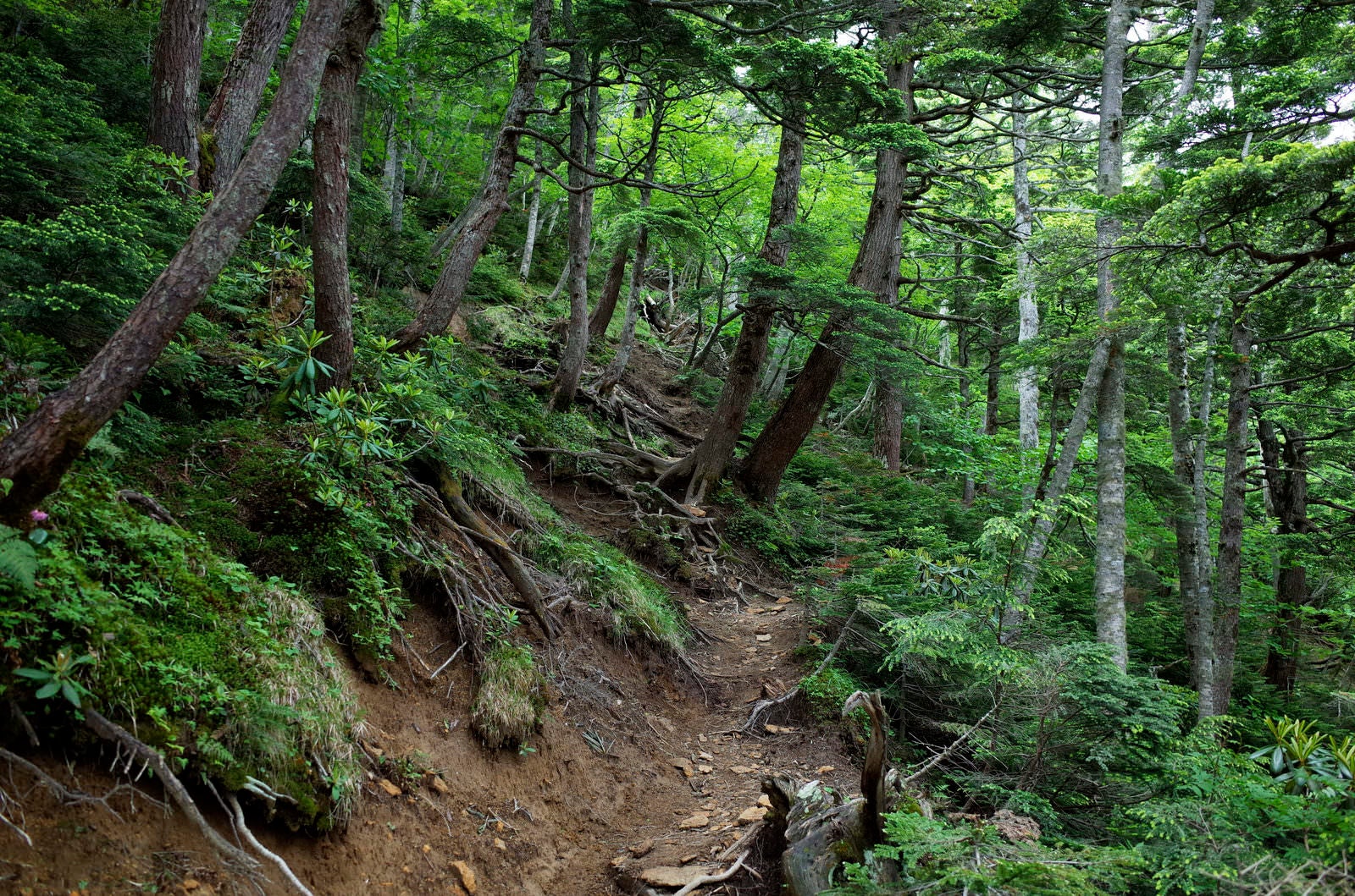 「日光白根山湯元温泉の鬱蒼とした樹林帯の登山道」の写真