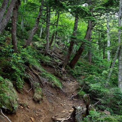 日光白根山湯元温泉の鬱蒼とした樹林帯の登山道の写真