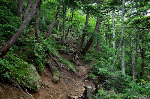 日光白根山湯元温泉の鬱蒼とした樹林帯の登山道の写真