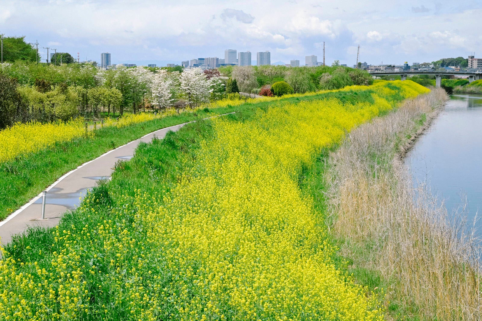 「菜の花の道」の写真