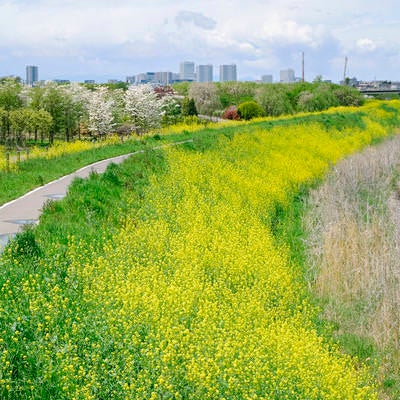 菜の花の道の写真