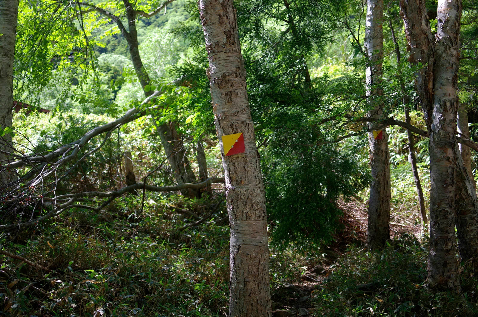 「登山道を示す栃木県特有の指導標」の写真