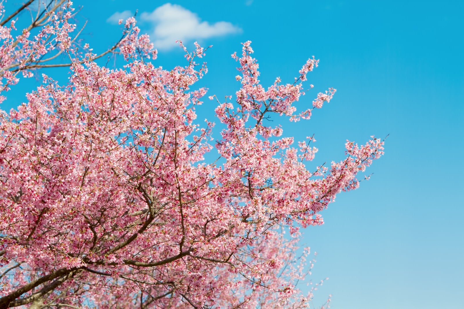 「青空と桜の木」の写真
