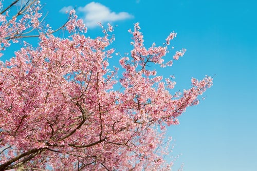 青空と桜の木の写真