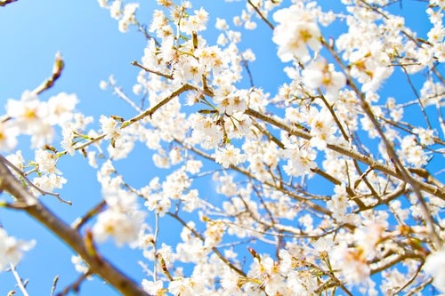 青空と白い桜の写真