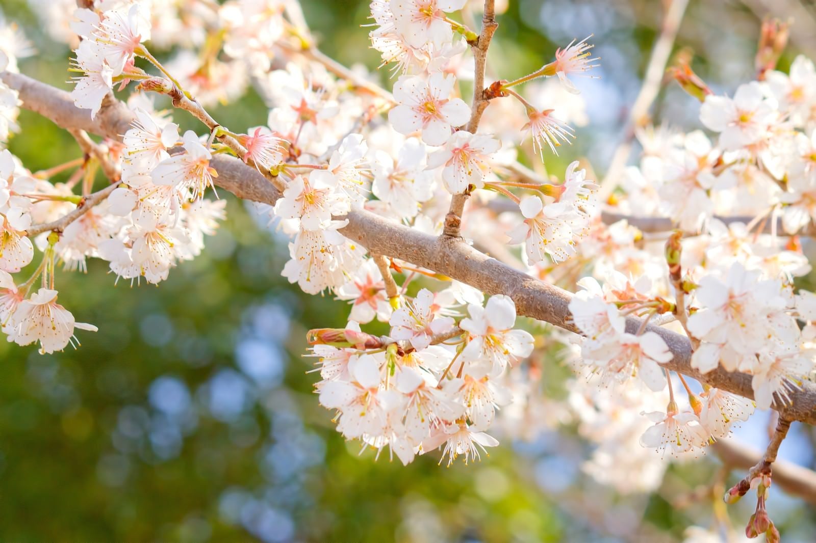 「暖かな光の桜」の写真