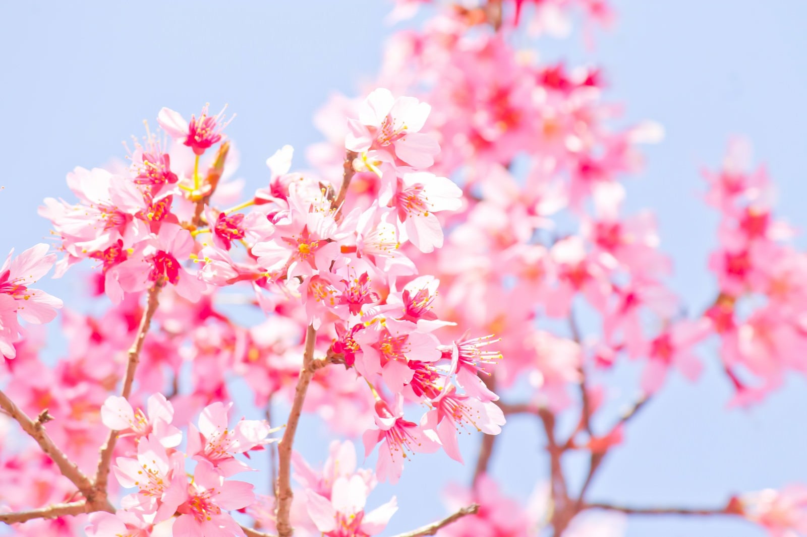 「暖かな日差しと桜」の写真