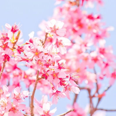暖かな日差しと桜の写真
