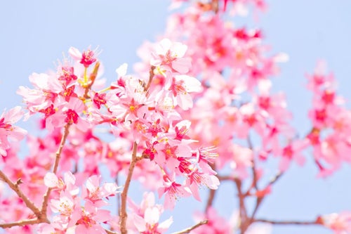 暖かな日差しと桜の写真
