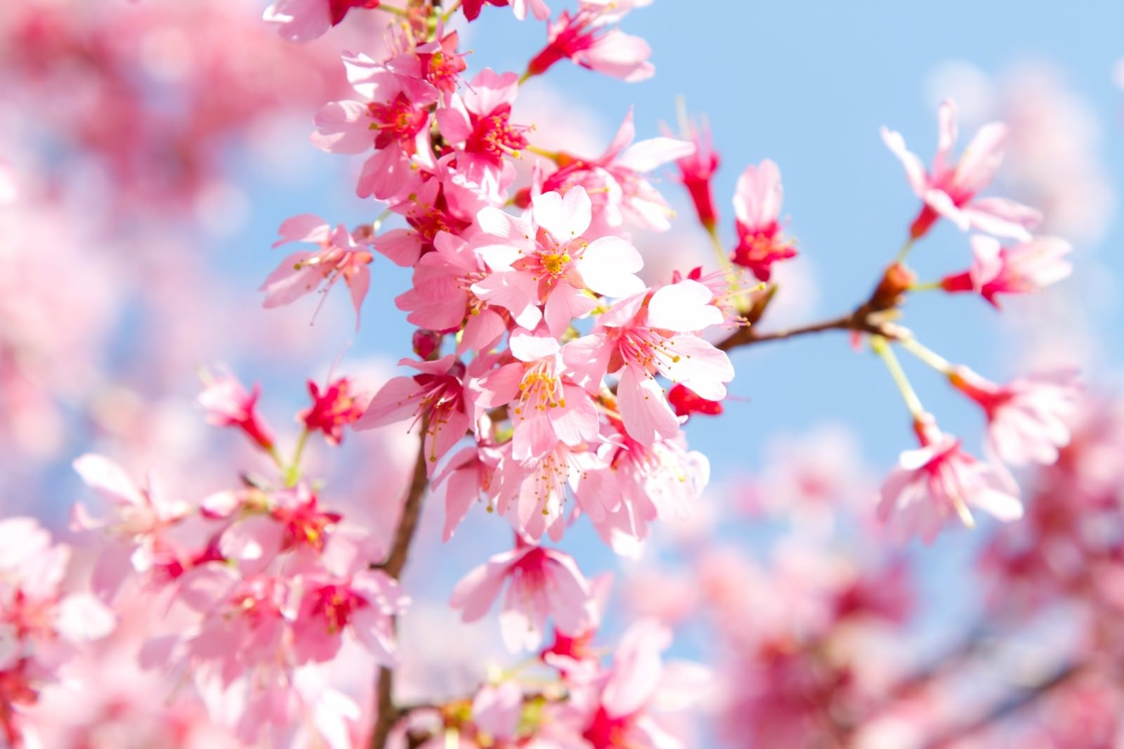 「春の訪れとピンクの桜」の写真