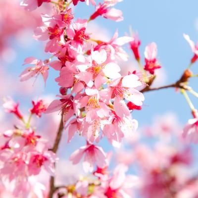 春の訪れとピンクの桜の写真