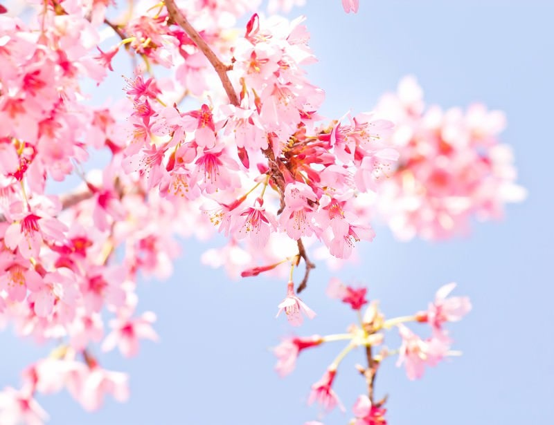 小春日和の桜の写真