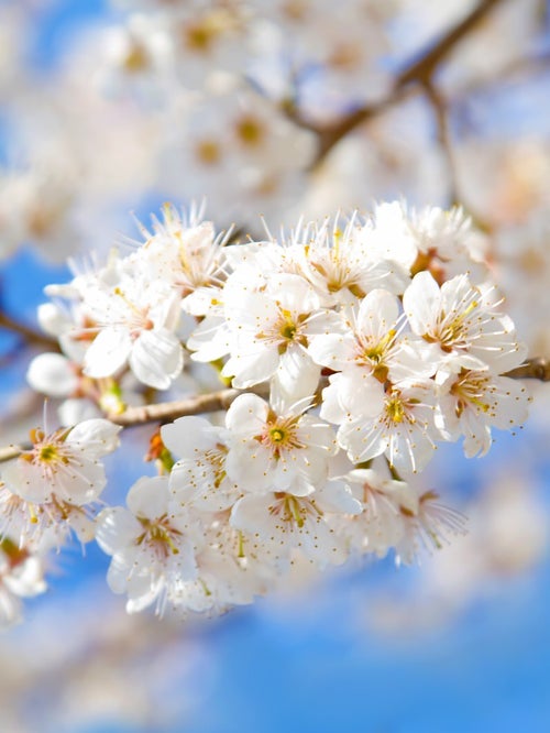 満開の白桜の写真