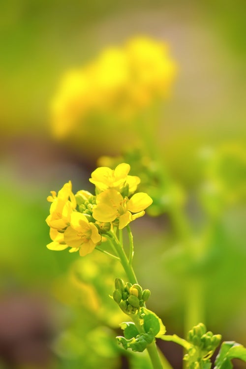 黄色い菜の花の写真