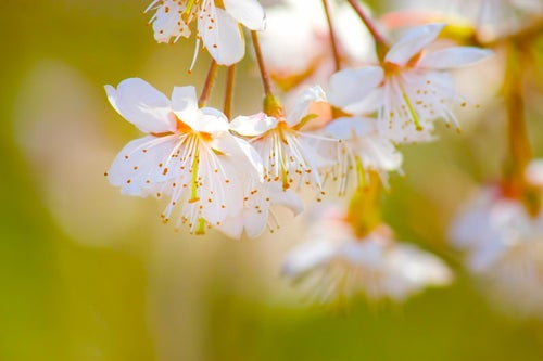 おしべとめしべが見える白い桜の写真