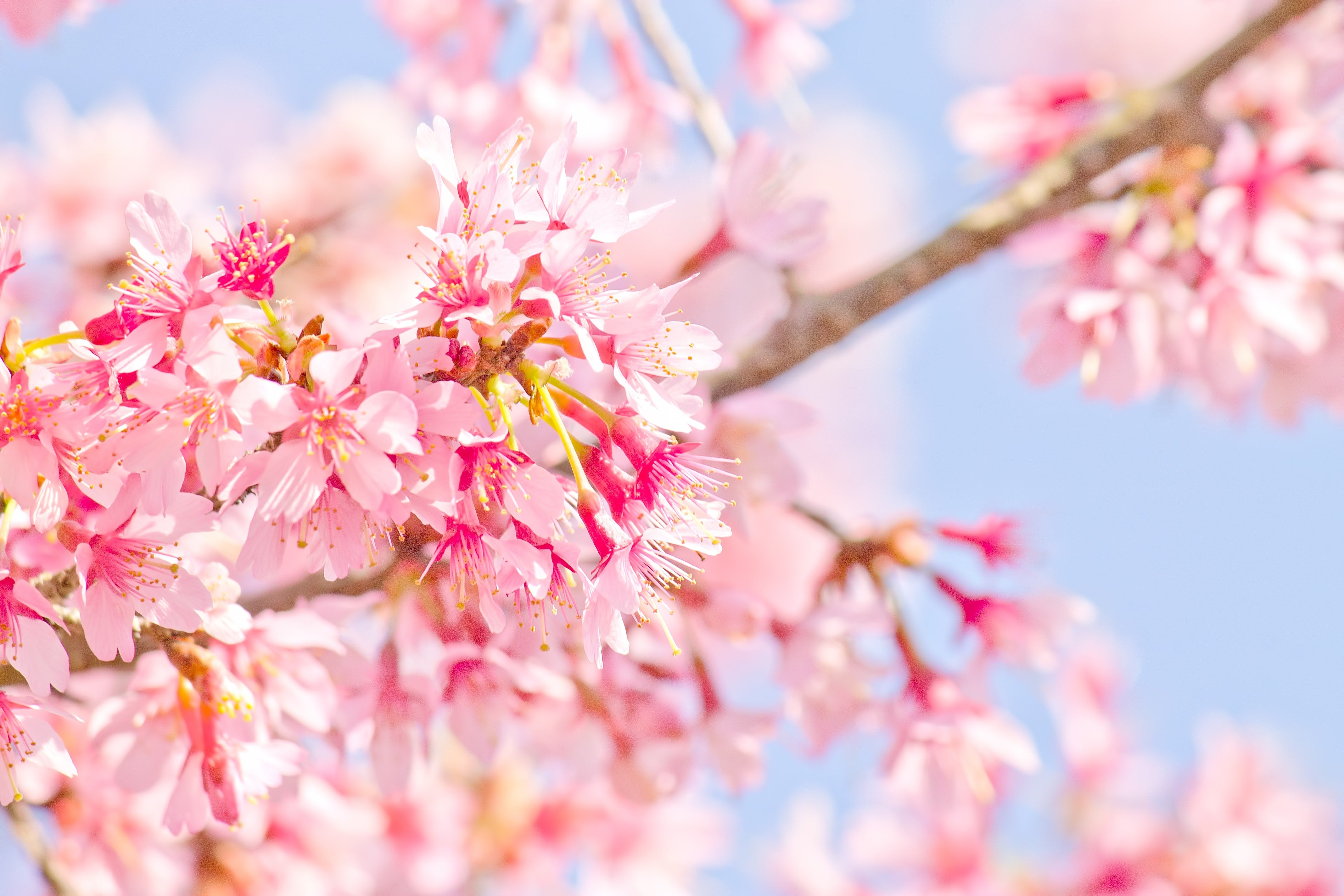 ピンク 桜めのう 共生 カーネリアン フリーフォーム 浄化 癒し