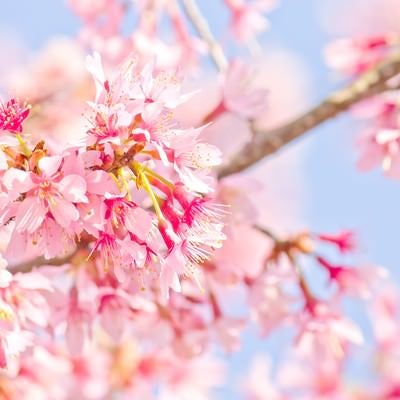 ピンク色の桜のお花の写真