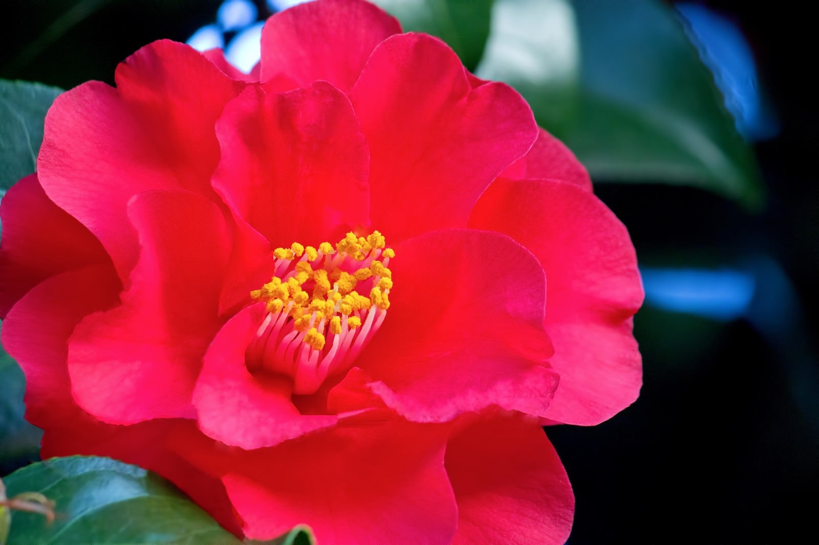 「真っ赤な椿の花」の写真