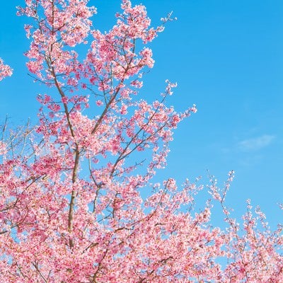 透き通る青空と桜の写真