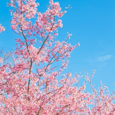 透き通る青空に咲き誇る満開の桜の花見風景の写真
