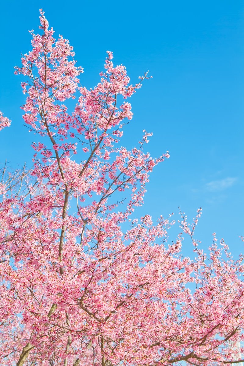 「透き通る青空と桜」の写真