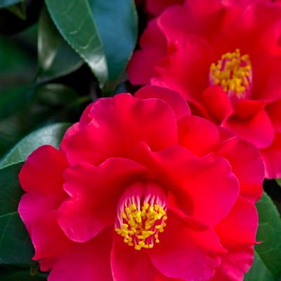 赤く咲いた椿の花の写真