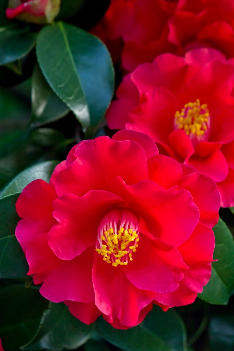 「赤く咲いた椿の花」の写真