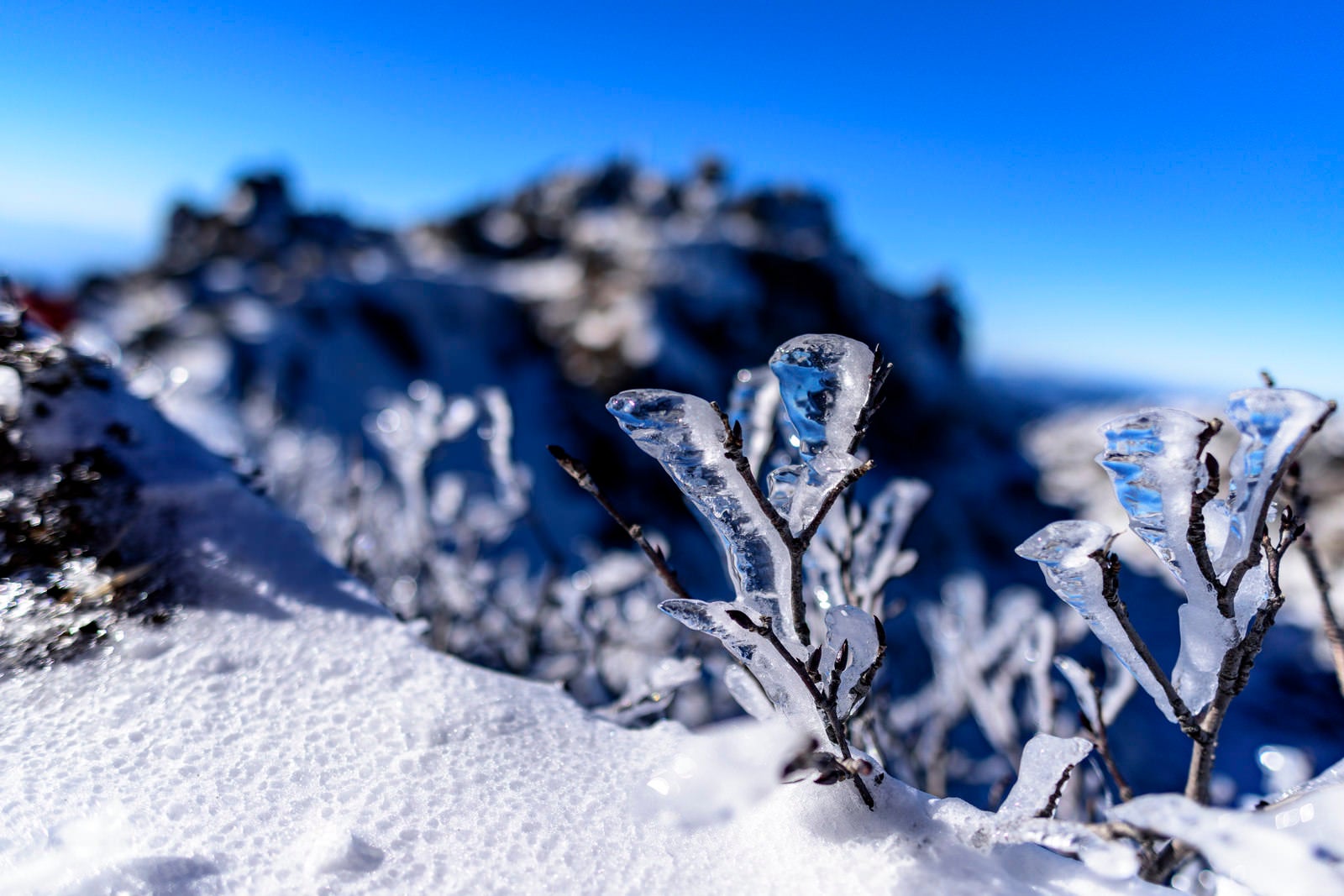 「透き通った氷が実る日光白根山山頂」の写真